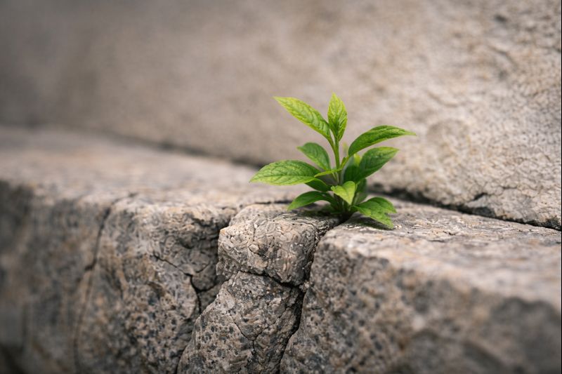 Plant emerging between stones